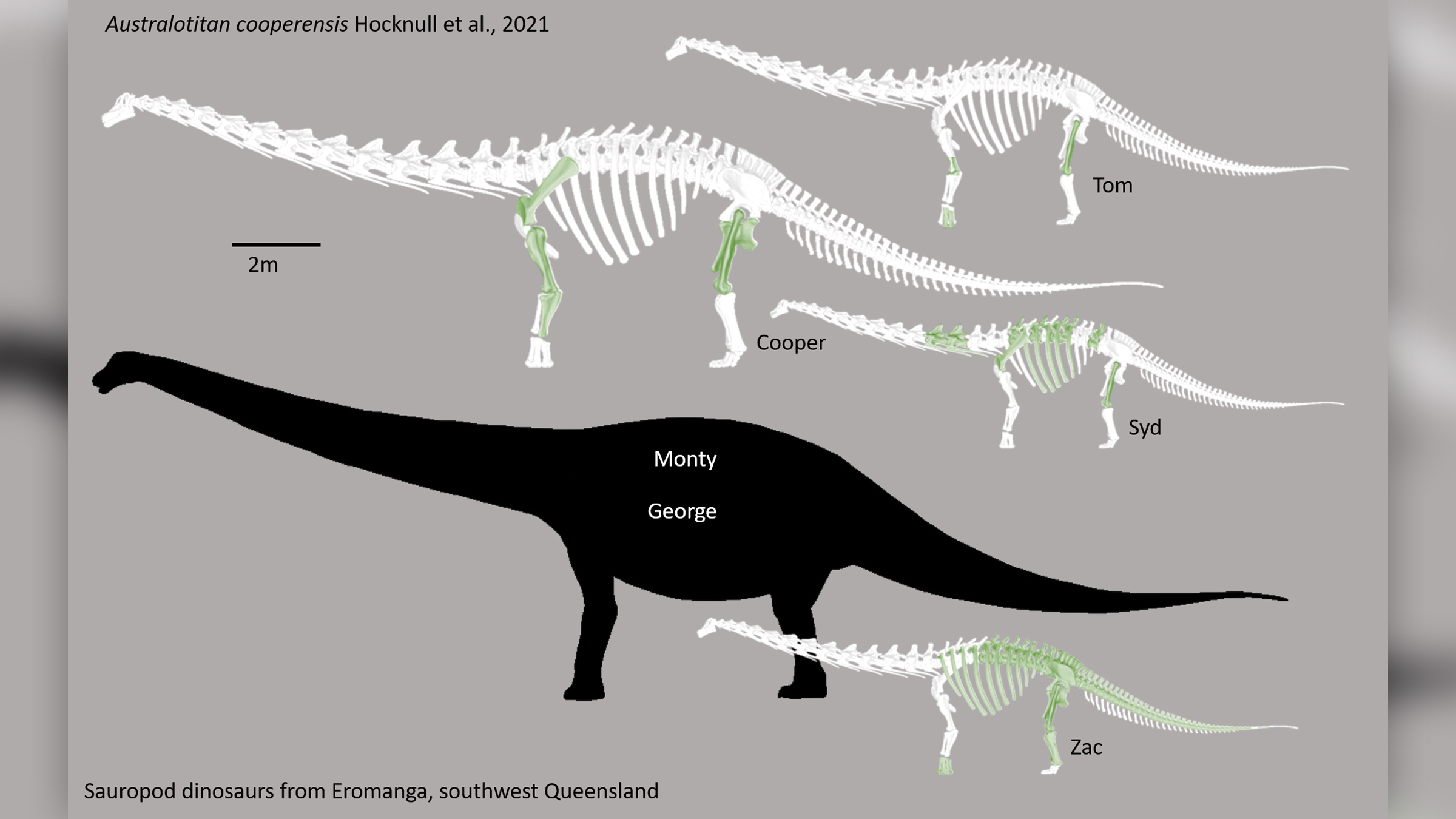 Cooper and its close related relatives. The green bones represent those that have been recovered.