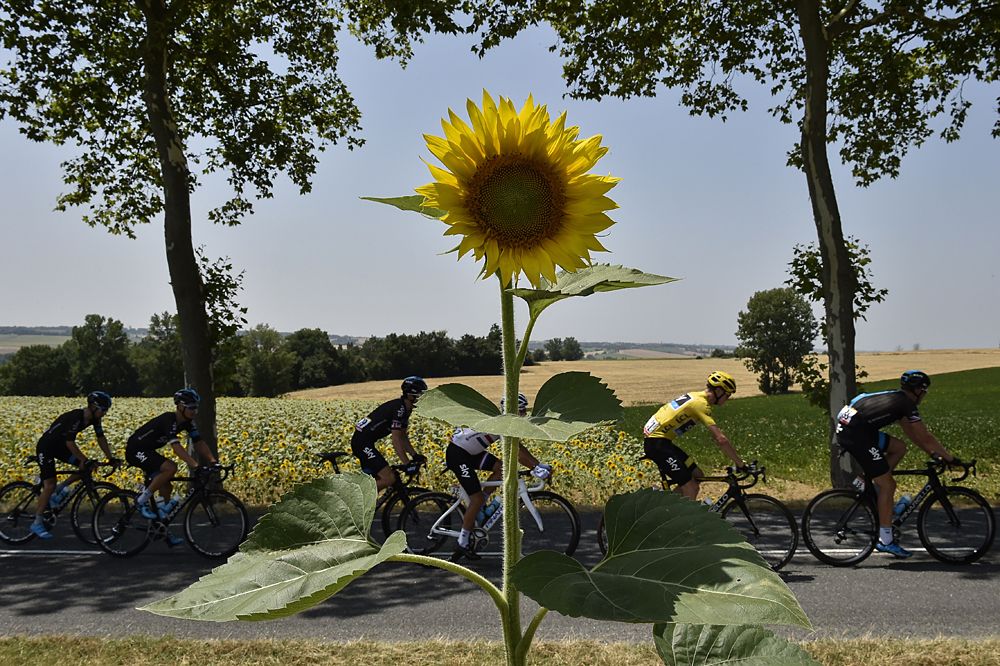 The field passes a field of sunflowers