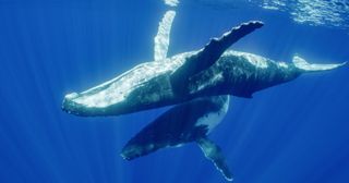 The new documentary "Secrets of the Whales" delves into the lives of ocean leviathans on Disney Plus and National Geographic.