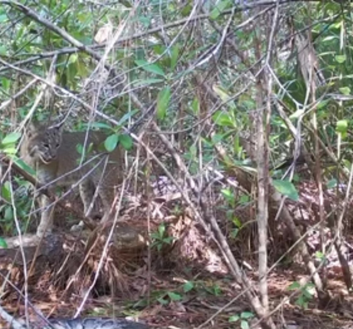 Bobcat behind twigs and branches.