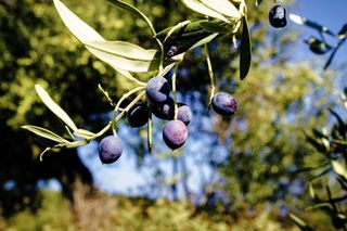 A close-up of a koroneiki olive tree