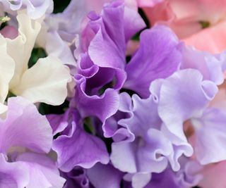 Mixed Spencer Type sweet pea