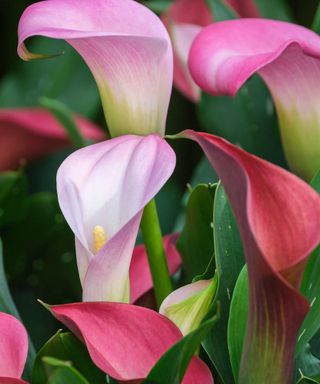 pink calla lily flowers