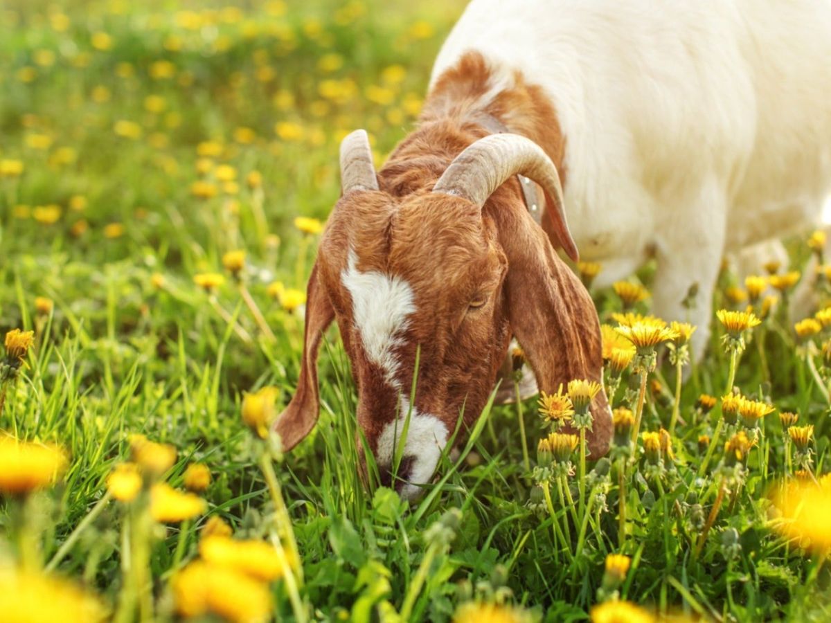 how-to-rent-goats-to-clear-land-and-control-weeds-gardening-know-how