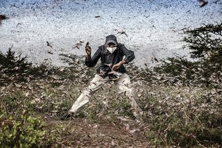 Un enjambre de langostas llena el cielo