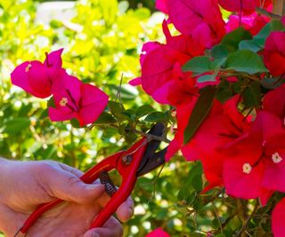 Red bougainvillea being pruned with a pair of shears