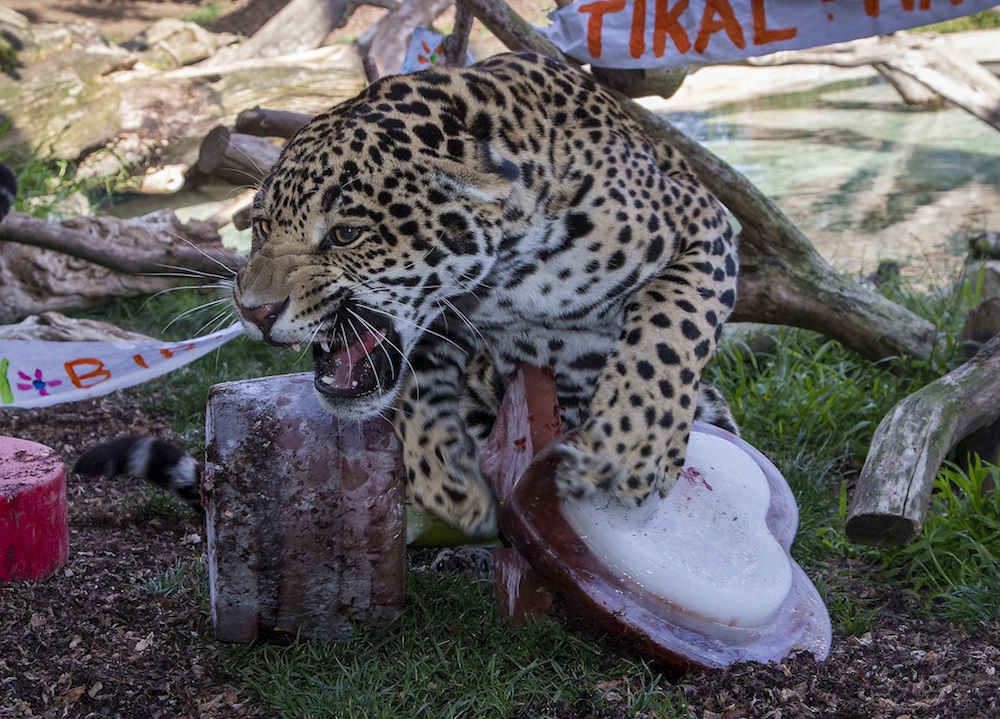 Jaguar guards his birthday treat.
