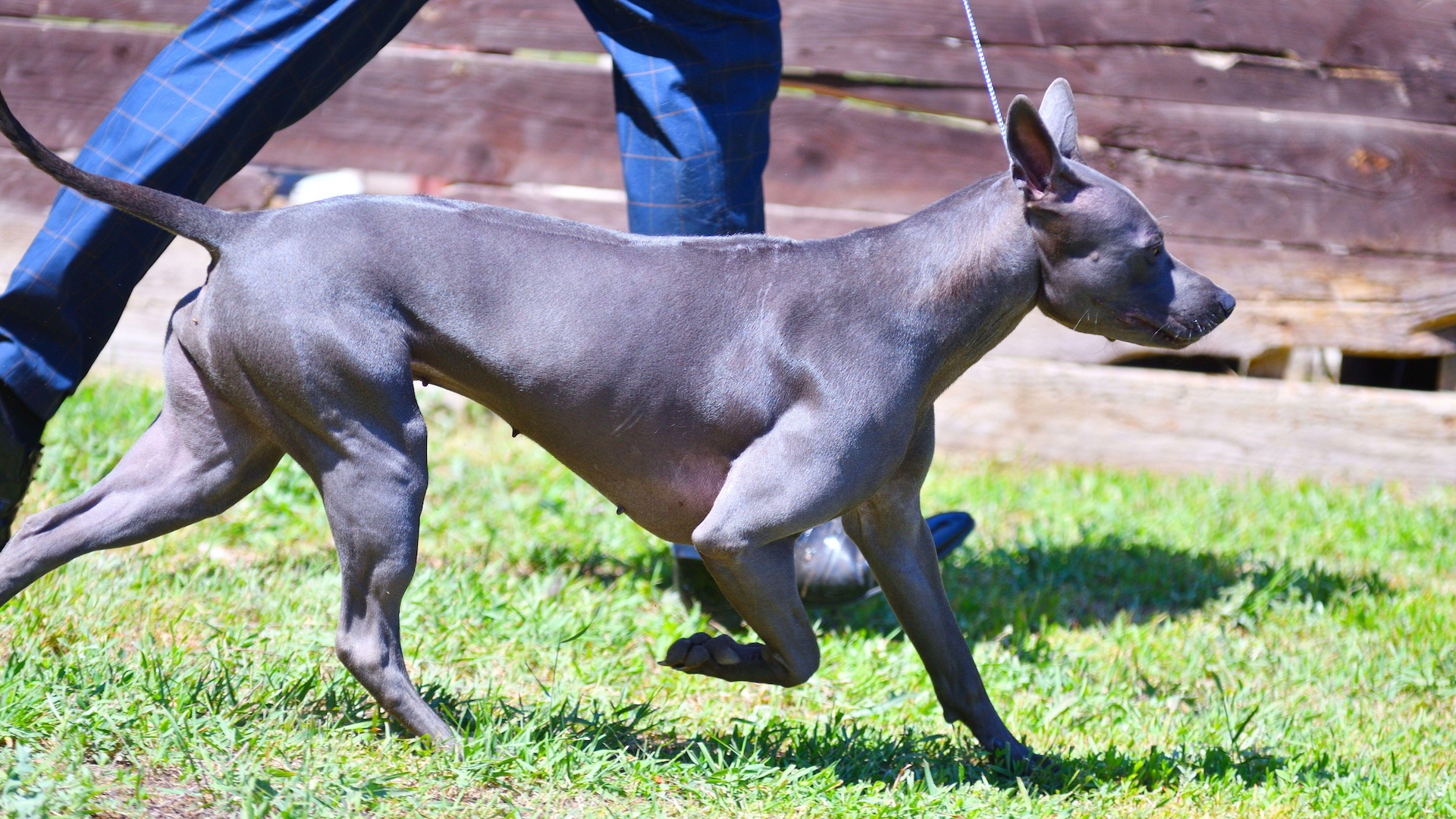 Grey Thai Ridgeback dog running on lead