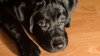Black Labrador with shiny dog coat