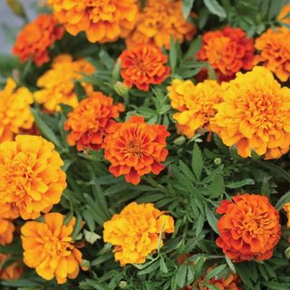 Marigold Triple Threat