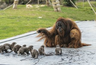 orangutan Ujian strikes up a friendship with a romp of river otters