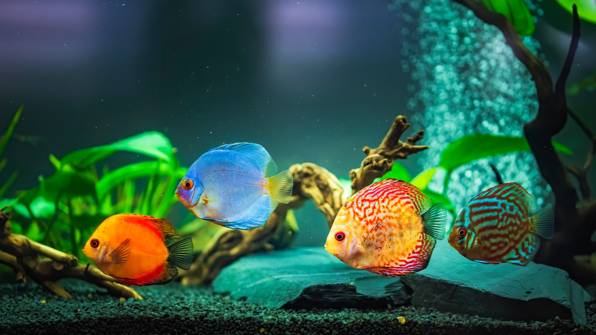 Do Fish Get Bored Living In A Tank How To Help Fish Boredom PetsRadar