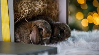 Two bunnies