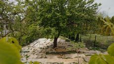 Cardboard sheets used as mulch around a tree in a garden