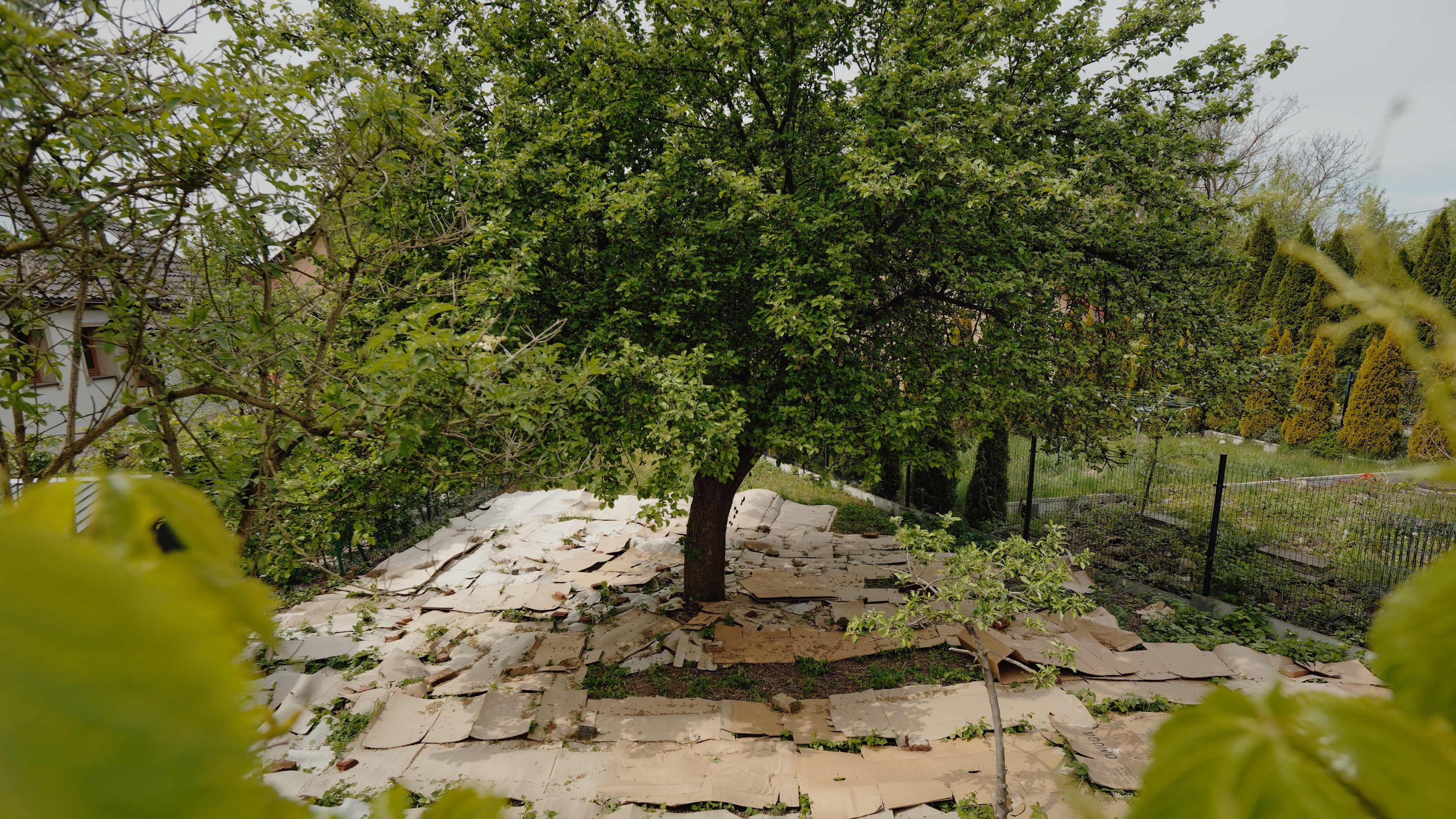 Cardboard sheets used as mulch around a tree in a garden
