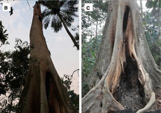 A hollow tree that may have housed bats with ebola