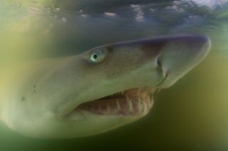 A juvenile sand tiger shark in Great South Bay, New York. 