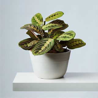 Plants.com calathea