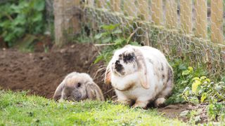 Rabbits digging in garden