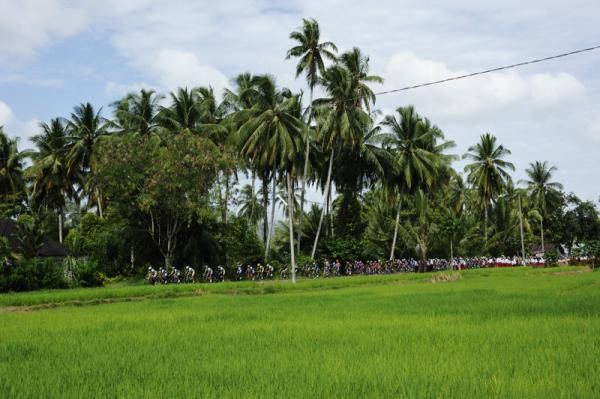 Peloton in a beautiful paddy field