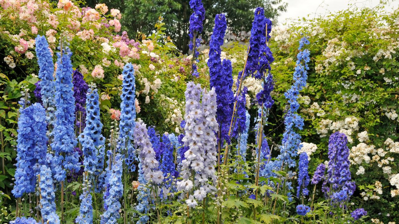 Delphiniums in different shades of blue and purple in a garden