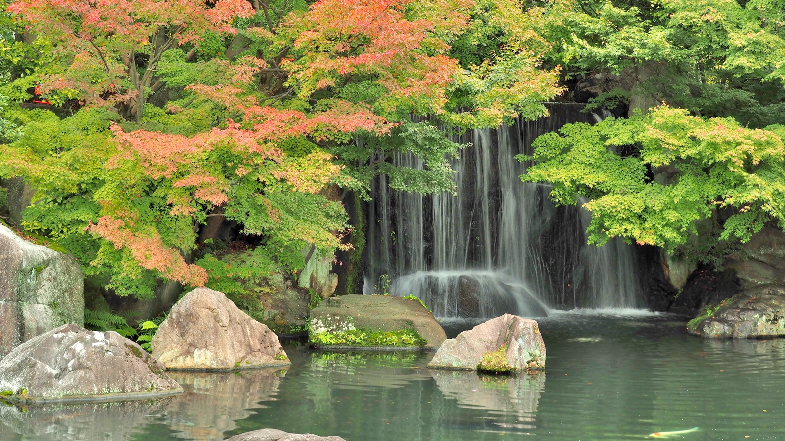 Japanese maples, autumn, fall, waterfall