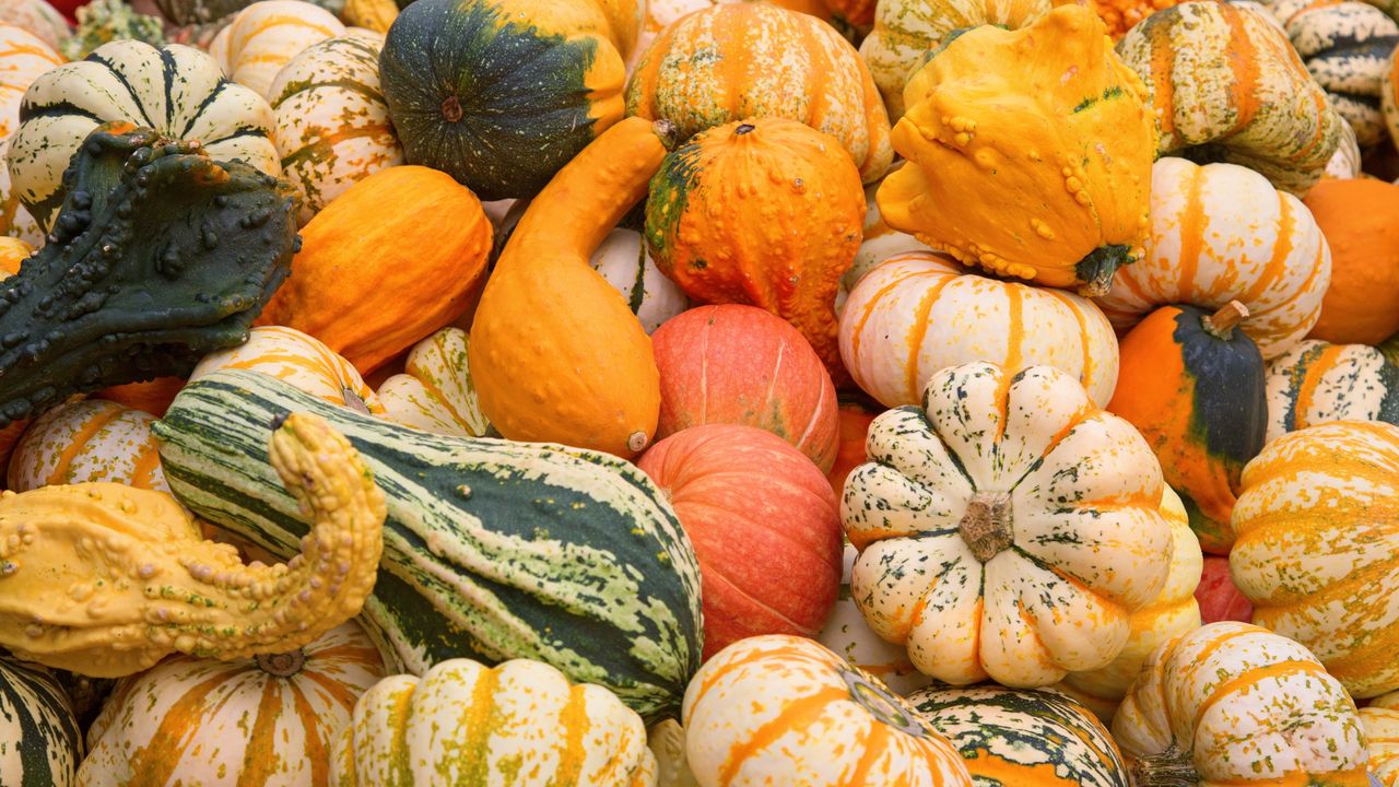 Pumpkin harvest