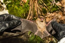 One of the cases involved exposure to a big brown bat (Eptesicus fuscus). 
