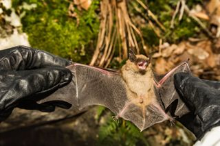 One of the cases involved exposure to a big brown bat (Eptesicus fuscus). 