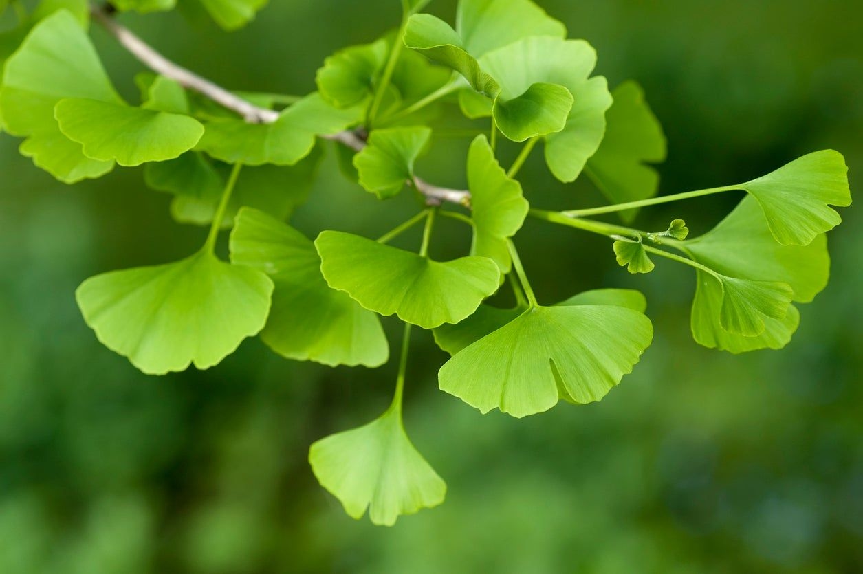 Ginkgo Tree Branch