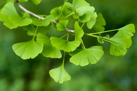 Ginkgo Tree Branch