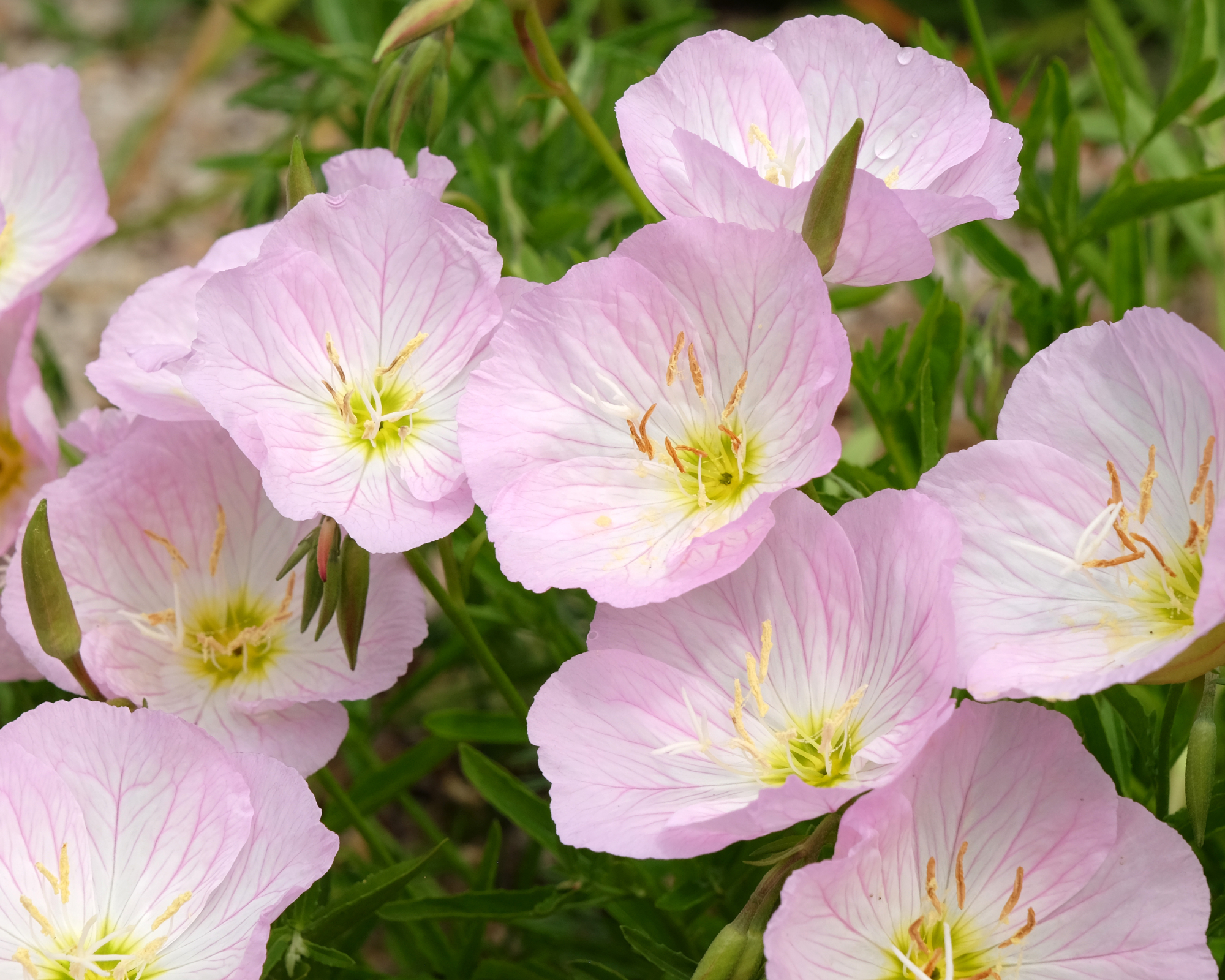 Pink Oenothera speciosa, evening primrose &#039;Siskiyou&#039; in flower.