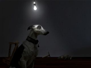 Dog in dark room