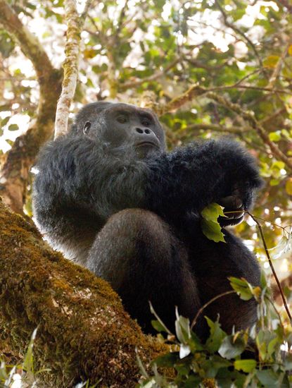 Silverback Grauer's gorilla
