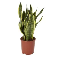 Snake plant in 14cm Terracotta Plastic Grow pot: £12 at B&amp;Q&nbsp;