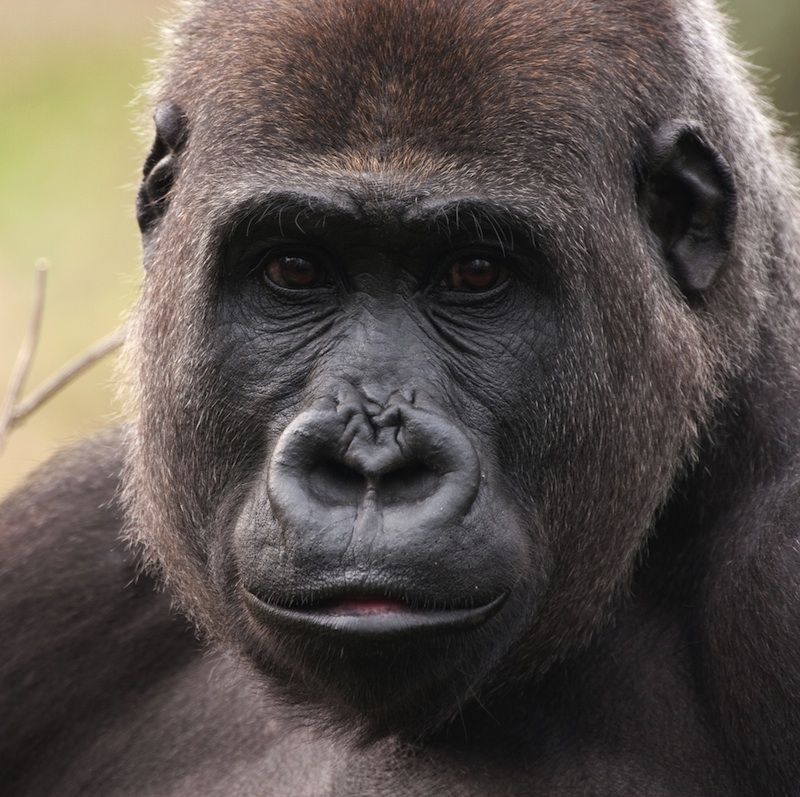 A close-up of a western lowland gorilla face.