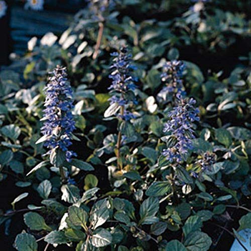 Ajuga Reptans Perennial Seeds