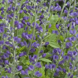 Baptisia australis in bloom