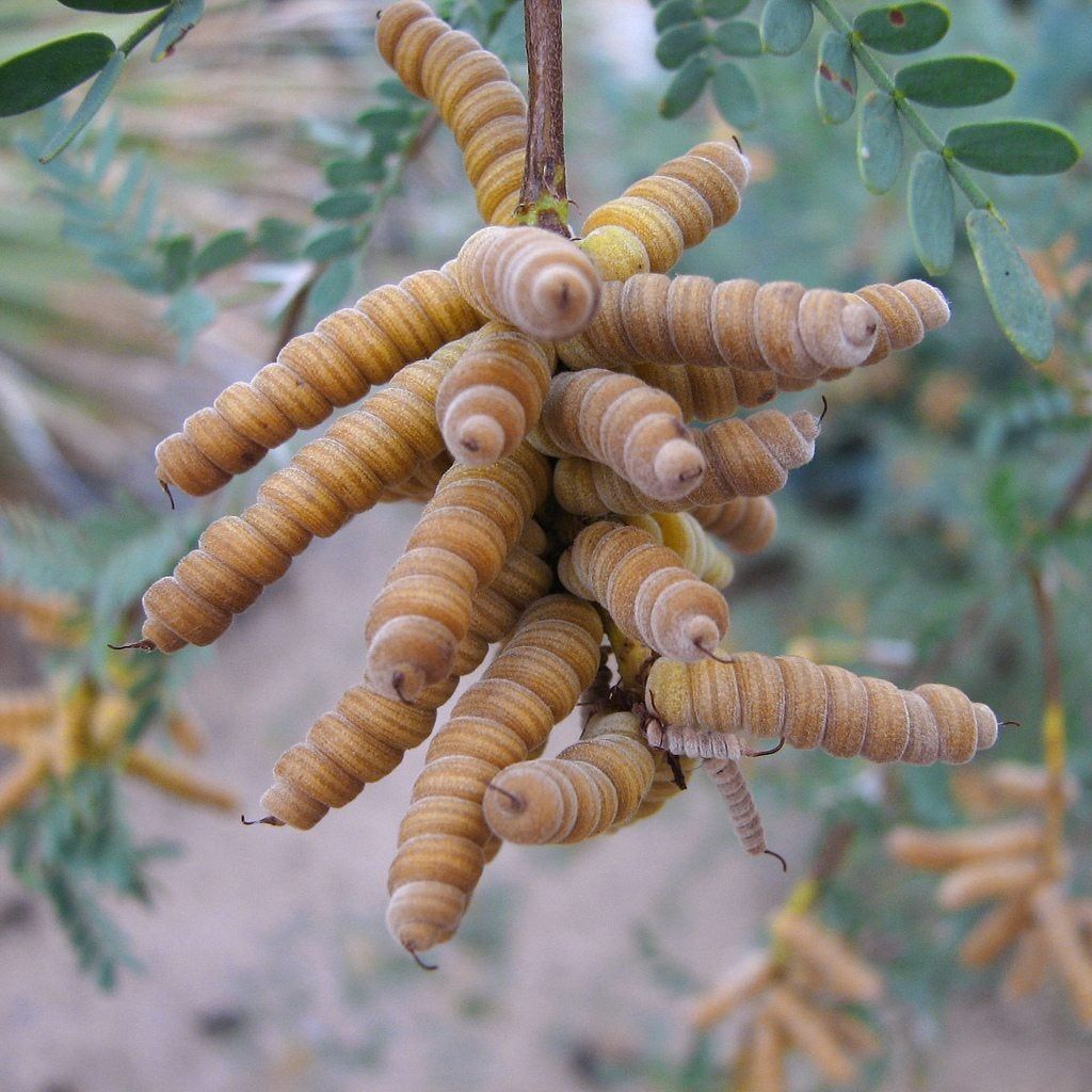 Screwbean Mesquite Tree