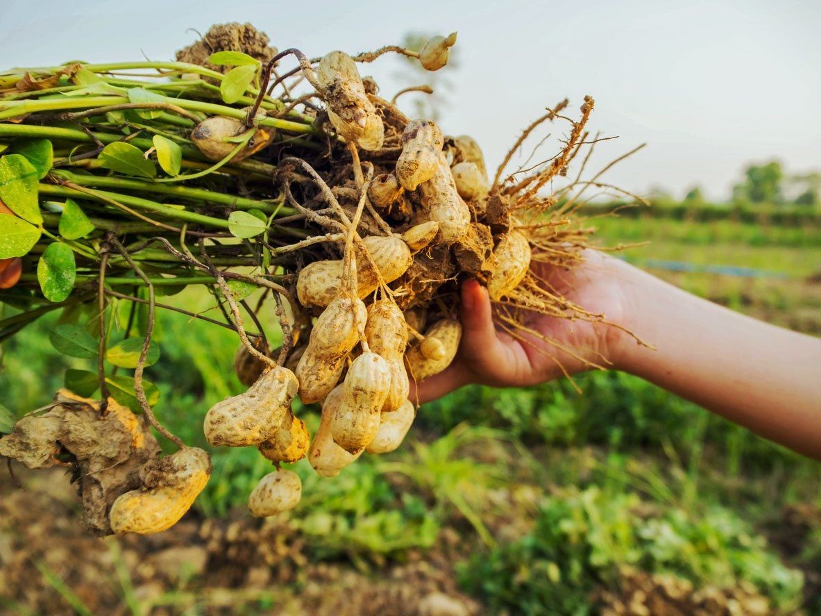 Hand Holding A Bundle Of Uprooted Peanuts