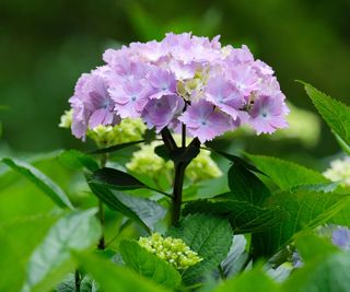Hydrangea macrophylla 'Amethyst'. Mophead or hortensia hydrangea with blue colour grown in acidic soils. Also known as "magical amethyst'.