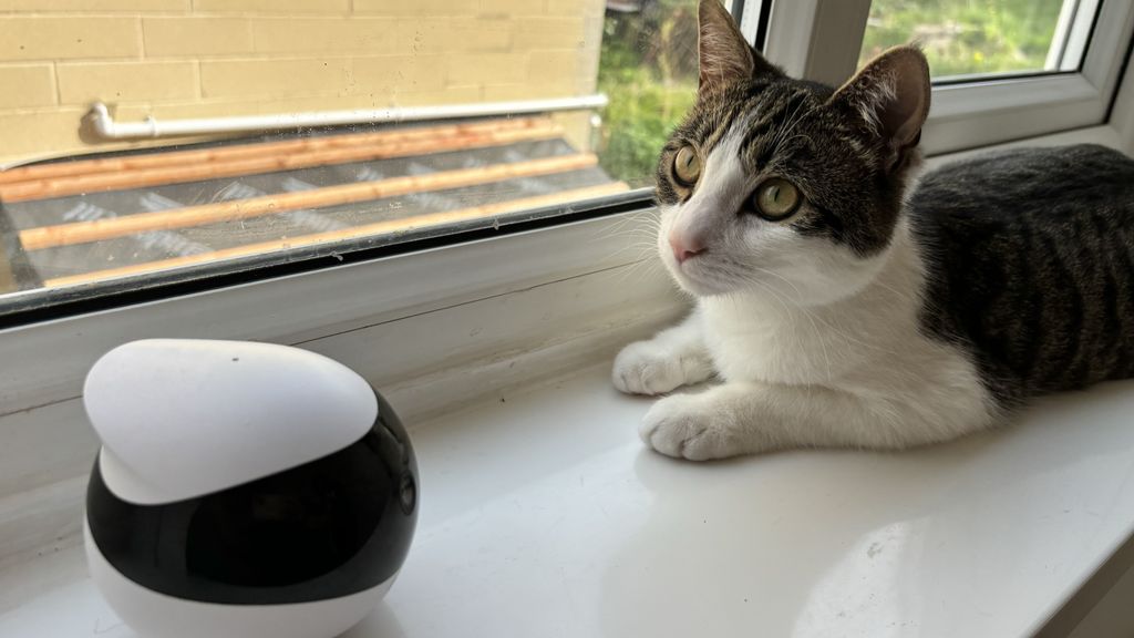 Enabot Ebo SE pet robot review: the catsitter I didn’t know I needed ...