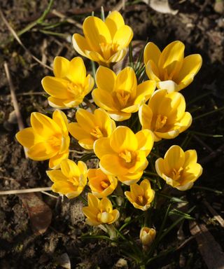 Spring-flowering crocus ‘Dutch Yellow’