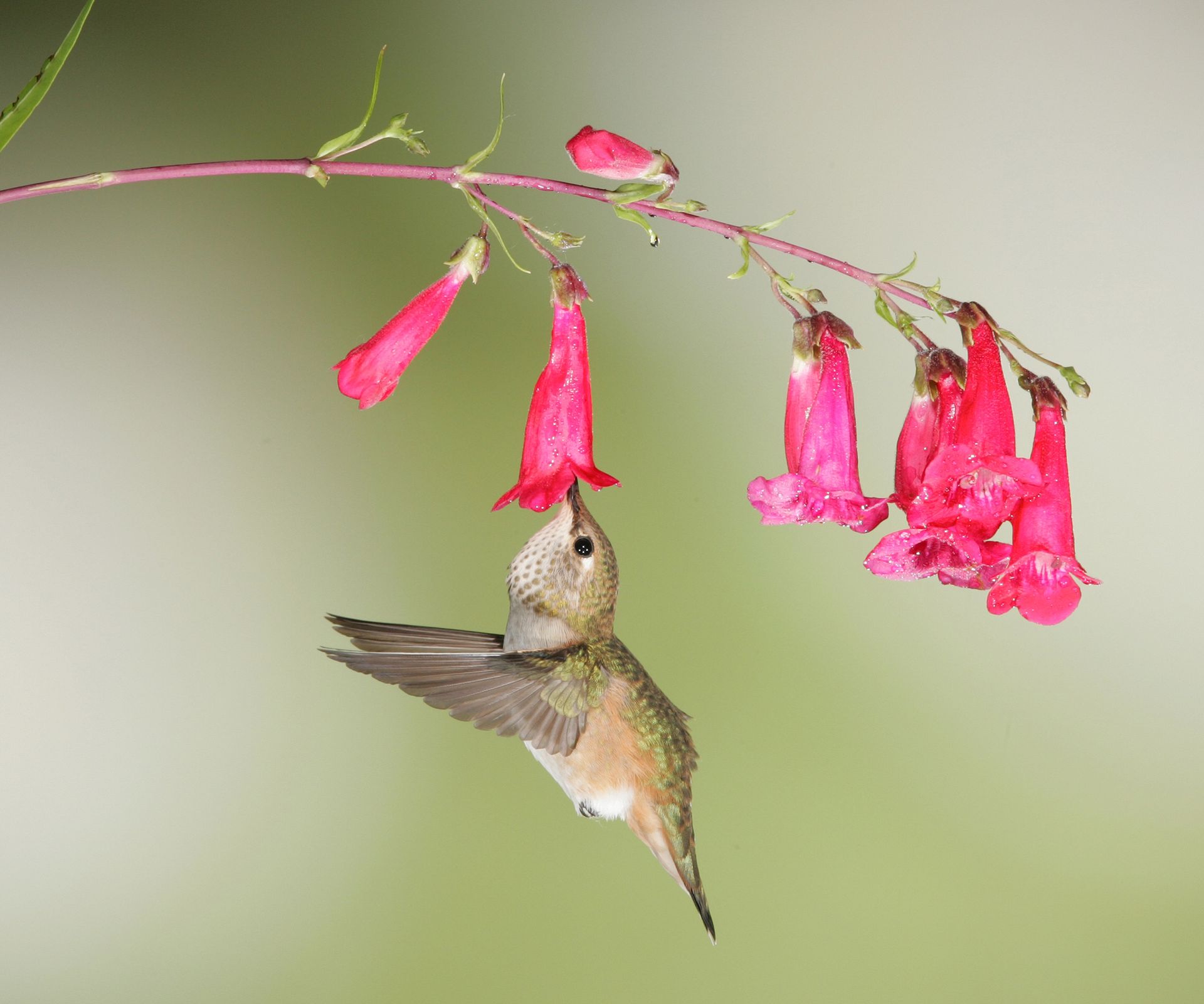 A female rufous hummingbird sips at nectar from a penstemon flower