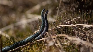 A pair of male adders in Wild Isles episode 3