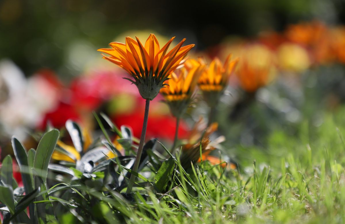 Canon EOS 6D Mark II sample images