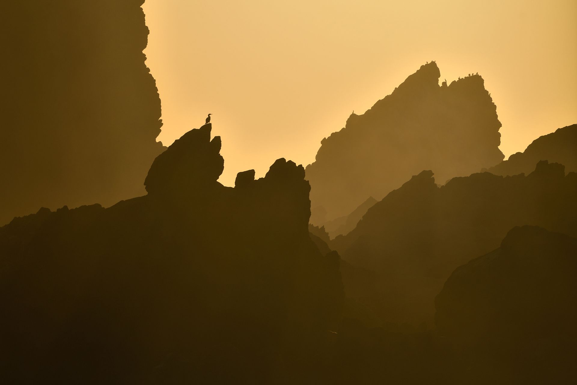 Silhouettes of jagged rocks and perched birds against a golden, misty sky at sunrise or sunset.