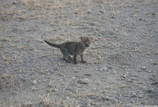 It's unclear where the leopard's mother is, but wildlife experts hope she will come forward to reclaim her cub and finish raising it.