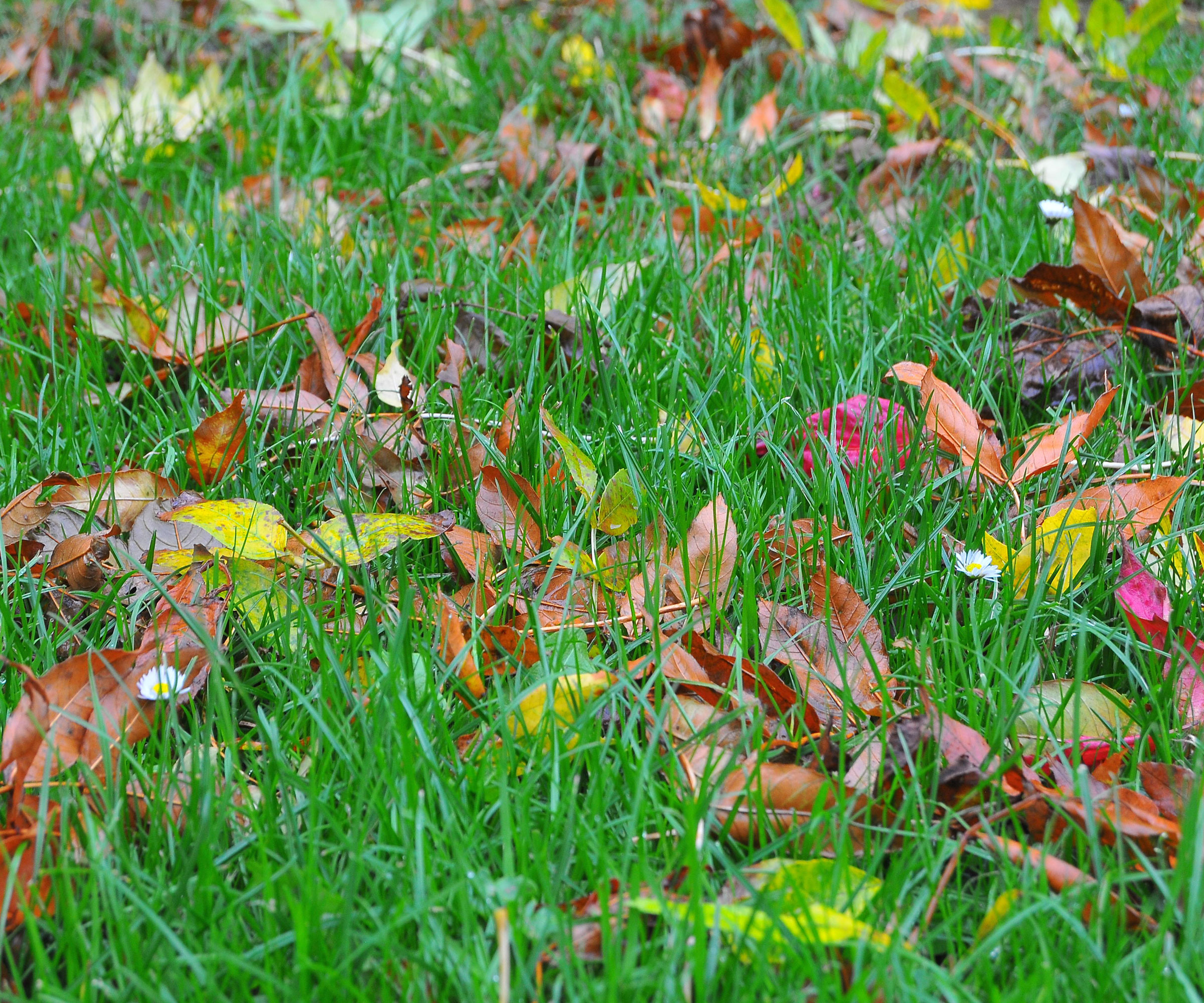 lawn covered in brown, red and yellow autumn leaves