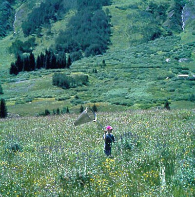 rocky mountains butterfly catching, butterflies affected by climate change, climate change effects on animals, mormon fritillary butterfly, earlier springs, early snowmelt in rocky mountains, butterfly images, butterfly photos